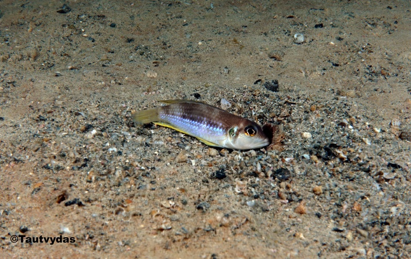 Lamprologus ocellatus 'Lwili Island'